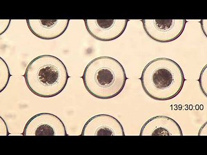 Time-lapse imaging of IVF bovine embryos by CytoWatcher (ATTO)