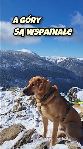 Piosenka o psiej wycieczce 🎶🐶🏔️🎶 #pieski #pies #kundelek #piosenka #góry #zwierzaki #piesek
