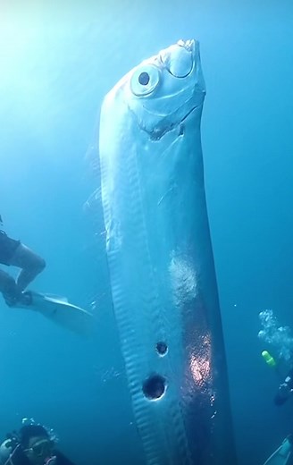 Rare Footage of Deep Sea Ribbon Fish Dive