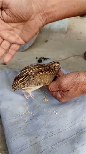 quail eating