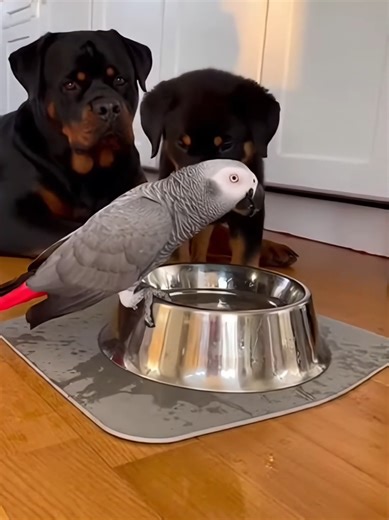 Adorable Cute Puppy Moments to Brighten Your Day