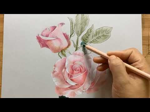畫玫瑰花,玫瑰花怎么画|玫瑰花画法|#玫瑰花|彩铅画|素描|画缘