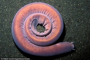 Hagfish - Alchetron, The Free Social Encyclopedia