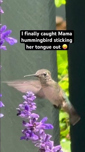 Hummingbirds have very long tongues that work like a pump (not like a straw—very different)
