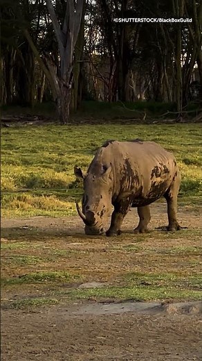 How does rhino poop power ecosystems? #NHM #Rhino #Ecosystem