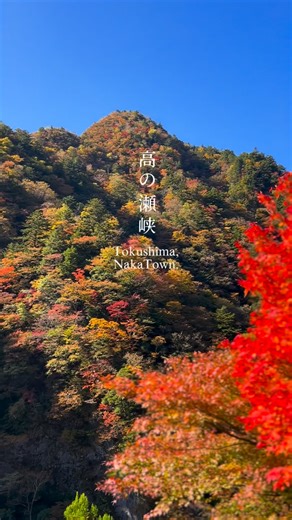 那賀町観光協会[公式] on Instagram: "日本の紅葉100選のひとつ、高の瀬峡（こうのせきょう）✨ ただいま紅葉ピークです！ 撮影日：2025年11月7日〜12日の間 📍高の瀬峡 〒771-6512 徳島県那賀郡那賀町木頭北川たいら 今年はとくに“赤”が鮮やかで、美しく染まっています🍁 週末ドライブやツーリングにもぴったり。 見頃は、15日〜16日で今週末❣️ この秋いちばんの絶景を、あなたの目で🫶✨ 週末限定で、高の瀬峡レストハウス平の里にて、 『杵つき餅』や木頭ゆず酢をつかった『大根めし』などの販売が行われます☺️ 10時〜16時までです✨ 詳しくは、那賀町役場木頭支所にお問い合わせ下さい。 📞0884-68-2311 【紅葉をもっと楽しめる！オススメPOINT！】 レストハウス平の里に車を置いて、高の瀬峡展望台まで歩いてみて下さい✨🚶‍♀️‍➡️ 約1キロ程度の道のりですが、息を呑む絶景紅葉ビュー！ 歩きながら、じっくり、ゆっくりご堪能ください☺️ カメラのシャッターを押す手が止まらなくなります♡📸 平の里で、しっかりおトイレは済ませておきましょう♫ 落石