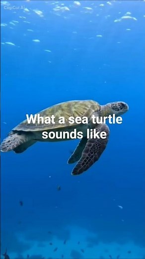 What a sea turtle sounds like
