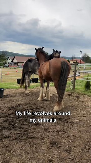 Managing lupus, fibro, 6 horses, 7 cats, & 2 dogs is hard, but I mana... #reels #trending #viralreels | Equestriankasia | Facebook