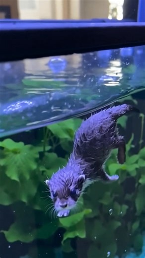 I didn't know baby otters can be SO cute - AI | Bored Panda Animals