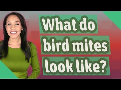 What do bird mites look like?