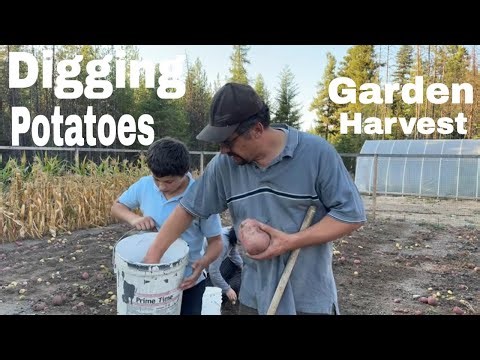From Garden to Table: Harvesting Potatoes and Cooking a Delicious Fall Meal