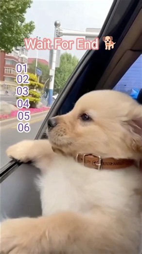 Cute Puppies 🐕| Golden Retriever puppy 🥰 #puppies