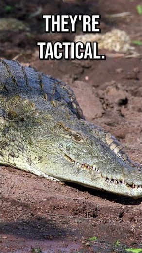 Armor and Ambush | Nile Crocodile | S2 001