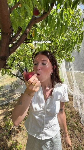 Annual Summer Fruit Picking Experience in Melbourne