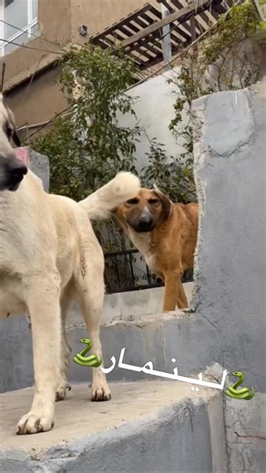 ‏#🐍لــیــنــمــار🐍