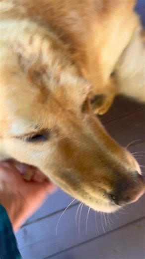 Milo goes to the Groomers | Our Farmacy