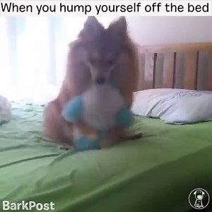 When you didn't realize you were being watched. Send in your funniest dog videos for a chance to win $25 in BarkShop Credit! Email puppics@barkbox.com to enter! Thank you for submitting instagram.com/winkythepomterror/. | BarkBox