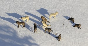 Nature: Wolves of Yellowstone