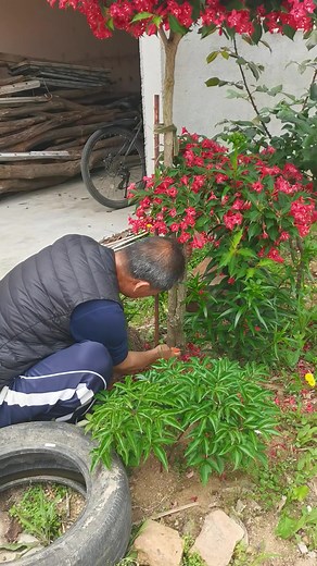 Cây giống hoa Mặc, Weigela, Kim ngân và phụ tử đỏ - mua cây giống khỏe