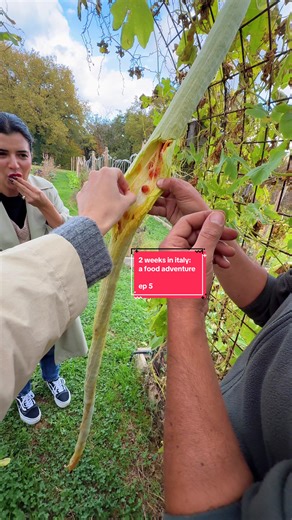 Two Weeks in Italy: A Food Adventure - Ep 5 •Follow @seriousfoodfetish for recipes & all things food• Two Weeks in Italy: A Food Adventure - Ep 5 From fresh pasta off the conveyer belt, regenerative farms, roadside porcini, and one of the best sandwiches I’ve ever had…this day in Tuscany just kept getting better. #creatorsearchinsights #travel #eat #food