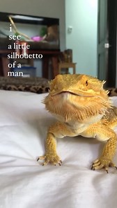 26K views · 75 reactions | Planes are Pluto’s deepest fear. What’s your irrational fear? (Third video is in 2x speed, he’s not actually moving that fast) . . . . . . . #reptiles #reptilesofinstagram #reptilekeeper #reptilekeepers #girlswithreptiles #lizards #lizardsofinstagram #reptilememes #exoticpets #exoticpetsofinstagram #pets #petsofinstagram #petmemes #exoticanimals #exoticanimalsofinstagram #animals #animalsofinstagram #animalmemes | inspireexotics | Facebook