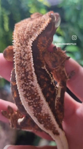 Black and Red Crested Gecko