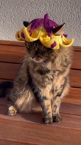 3.3M views · 128K reactions | She is pretty with this flower fairy hat 栗 #crochet #crochetflower #cat #cathat #pethat #hat #crochethat #fairyhat #flowerhat #flowers #flower #catclothes #diy #fyp #handmade #kitty #kittens #kittycat #catclothing | Crochet Creator | Facebook