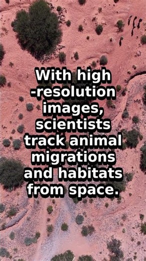 Discover Wildlife Secrets from Space!
