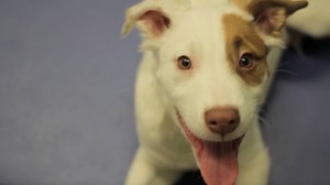 271K views · 5.1K shares | Meet Baby Joey, a puppy who was abandoned and lost part of his hind legs. We partnered with Second Chance Rescue NYC Dogs and Water4Dogs to give him the rehabilitation and prosthetics he needs to walk again. #BestDayEver | Merrick Pet Care | Facebook