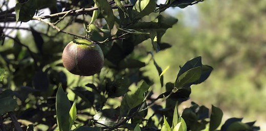 Crop insurance is good for farmers, but not always for the environment