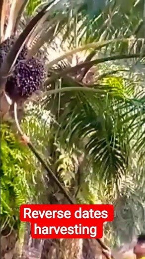 Dates Harvesting for Cutting Chill.Fresh Dates Collection in the Fields#fruit #naturallyripened