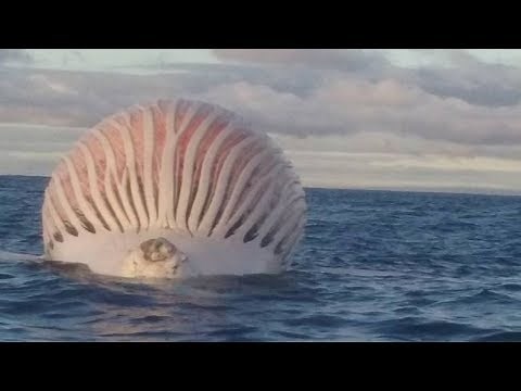 STRANGEST Things Found In The Ocean!