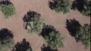 Drone flight with a top-down view of some leafy olive trees, we see a subtle movement in their crowns due to the wind, the trees project their shadows next to them, creating a striking image.