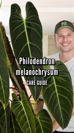 Philodendron melanochrysum - full video on my YT channel :) what plant should I focus on next? Comment ‘melano’ for a link to rhe full guide . #houseplants #plantsmakepeoplehappy #mosspole #planting #philodendronmelanochrysum | Sydneyplantguy