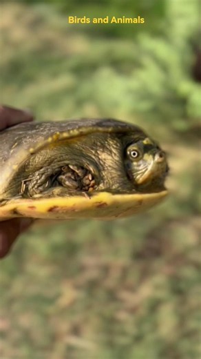 Indian Flapshell Turtle Back to Its Natural Habitat. #ytshorts #animals #turtle #