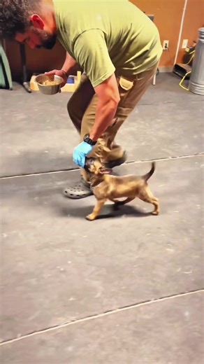 Essential Malinois Training Tips for Dog Lovers