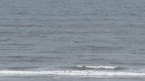 4.1K views · 205 reactions | Here is some rare video of a Whale very close to the beach this morning. This is a GREAT experience from our dining room. | Ocean Crest Resort | Facebook