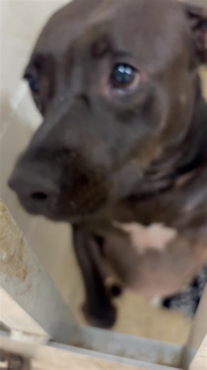 Brevard County, FL - South Animal Care and Adoption Center on Reels