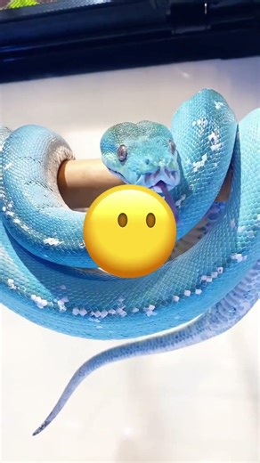 You won't believe what this parrot does with the money 😲💰 #shorts