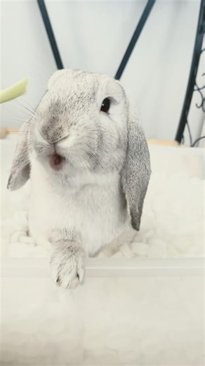 Bunny eating crunchy celery 🐰 #hollandlop #bunny #rabbit #pets #cute #foryou #shorts #parati