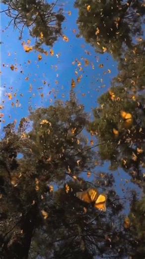 Monarch Butterflies Swarm The Sky During Migration