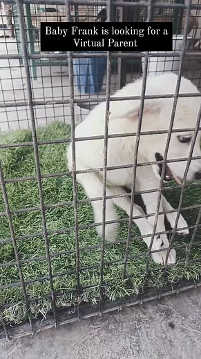 Frank's life changed overnight. Your little help will go a long way. For Rs. 4000/month, you can become Frank’s Virtual Parent and support his needs. Comment if you’re in. #SupportFrank #VirtualParent #paralyzedbutnotalone #Umeed #communitysupport #animallovers #SPONSOR | Umeed for Animals Foundation | Facebook