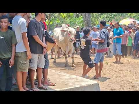 💢 Extreme Cow Weighing at the PO Kebumen Cow Contest💢