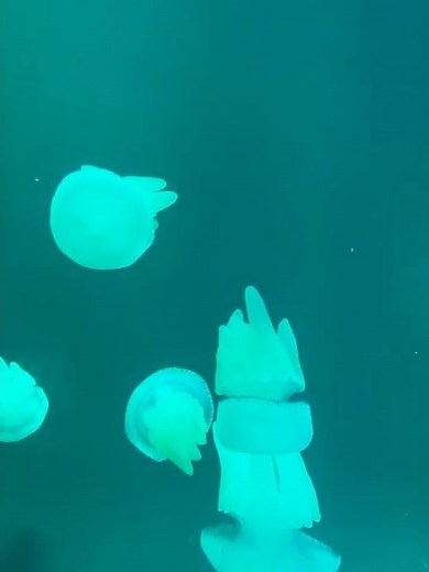 Mesmerising Jellyfish Up Close 🪼✨