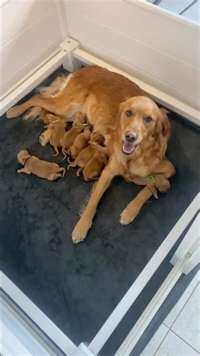Is there anything more beautiful 🥹 #goldenretriever #puppies #puppy #dog #breeder