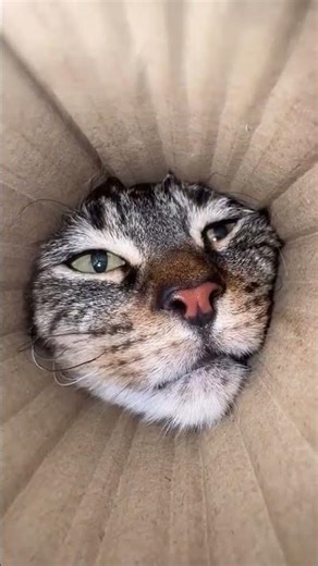 #cat #viral #trending #youtubeshorts