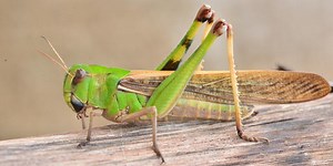 Can You Guess What These Bugs Are?