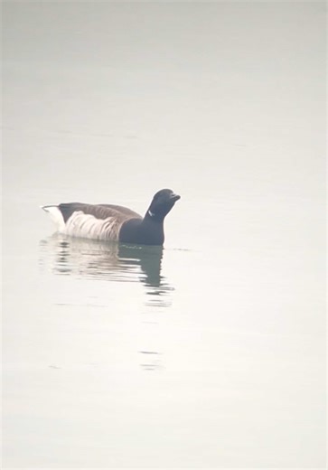 brant — plymouth, massachusetts; november 26th, 2025. #ornithology #birding #birdwatching #fyp #viral