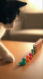 Tuxedo Cat Triggers Epic Domino Roomba