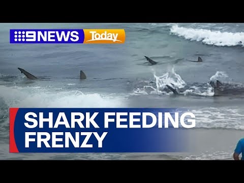 Shark feeding frenzy caught on camera close to shore on Gold Coast | 9 News Australia